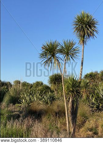 Photo Of The Plant, Cabbage Tree, Ti Kouka, Cabbage-palm Or Cordyline Australis, A Distinctive Widel