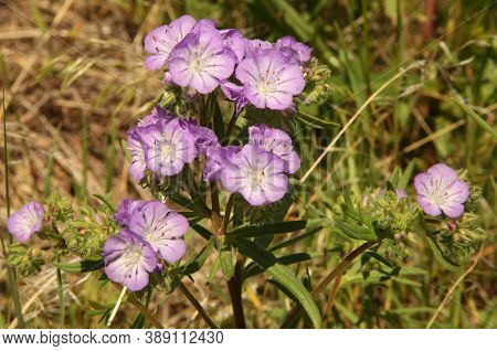 Threadleaf Phacelia (phacelia Linearis) Purple Wildflower At First Peoples Buffalo Jump State Park, 