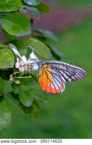 Delias Eucharis Or Common Jezebel Butterfly With Broken Wing Finding 
And Eating Flower Pollen  On T