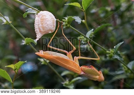 Grasshopper Female Laying Eggs At Twig Or Leaf