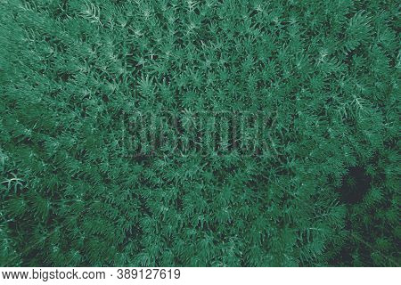 Vintage Background From Plants In The Forest. Forest View Of The Lichen.