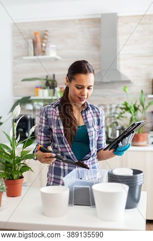 Woman Checking Soil For Flowers During Home Gardening And Holding Tablet Pc. Decorative, Plants, Gro