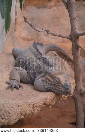 Lizard Named Common Chuckwalla In Desert Ambiance