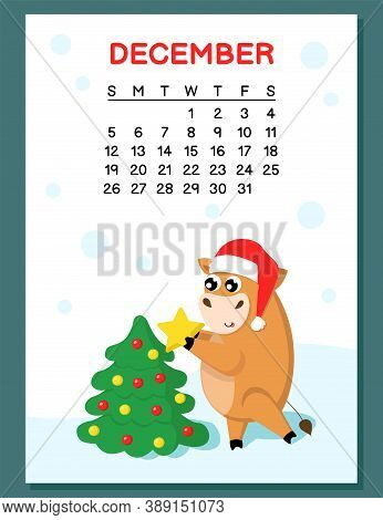2021 December calendar concept with funny ox or cow. Cute little bull in Santa hat decorates christmas tree with yellow star. Vector illistration