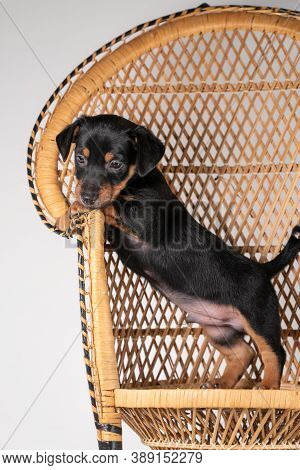 A Portrait Of A Cute Jack Russel Terrier Dog, Standing On A Rattan Chair, Isolated On A White Backgr