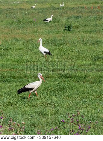 Multiple storches sitting on the grass