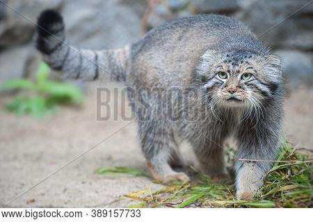 Pallas\'s Cat (otocolobus Manul). Manul Is Living In The Grasslands And Montane Steppes Of Central A