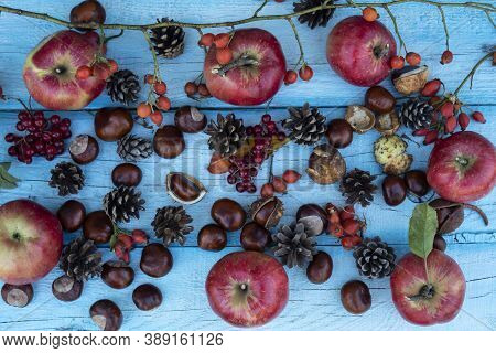 On A Blue Background Are Scattered Chestnuts, Rose Hips, Cones, Viburnum And Apples.