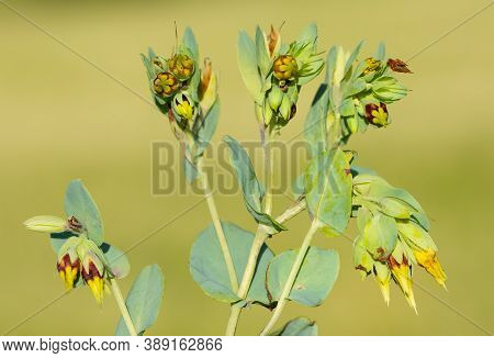 Natural Flower Photos Growing In Rural Areas