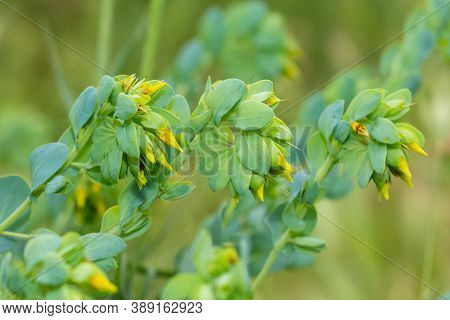 Natural Flower Photos Growing In Rural Areas
