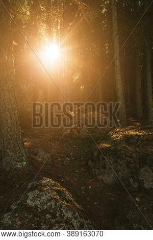 Forest Road Under The Rays Of The Setting Sun.autumn Deciduous Forest Passes At Dawn.tinted Photos,s