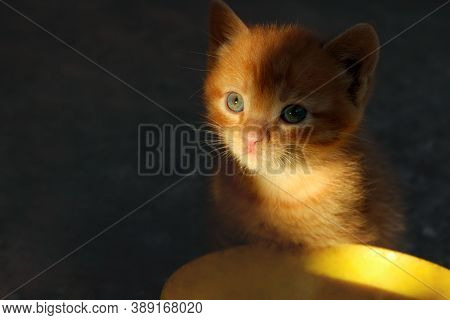 Blurry Image Of Cute Little Ginger Kitten Sitting And Looking To The Camera, Horizontal View. Animal