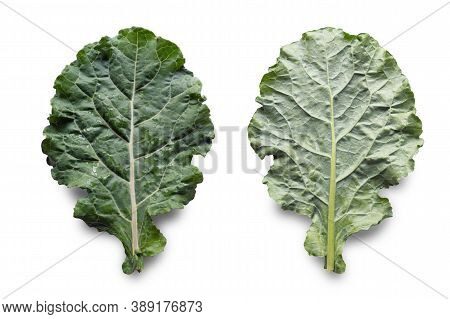 Leaf Of Rastan ( Collard Greens, Collards )   - Popular Leafy Vegetables In Balkan Cuisine. Leaf On 