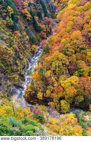 Aerial view of Autumn Fall Landscape of Forest and woods with river over Jogakura Ohashi Bridge in Aomori Tohoku Japan