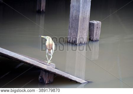 White And Brown Cattle Egrets Bird Bubulcus Ibis Standing On The Wooden Staircase Of Canal Waterfron