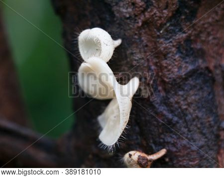 Beautiful  And Rare Mushrooms Or Conks  On A Tree, Selective Focus