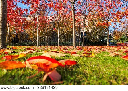 Amazing Autumn Cover Of Orange And Red Fallen Leaves Covering On Grass. Background Focus. Golden Fal