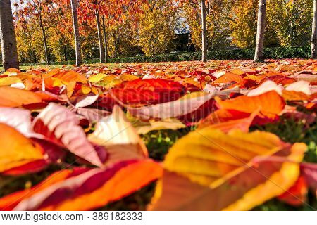 Marvelous Autumn Mantle Of Orange And Red Fallen Leaves On Grass. Focus On Background. Golden Fall O