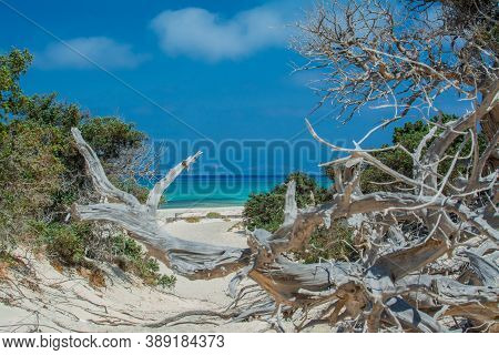 Photo Of Greece Island Chrysi With White Sand  Cedar Trees