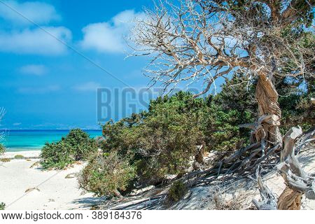 Photo Of Greece Island Chrysi With White Sand  Cedar Trees