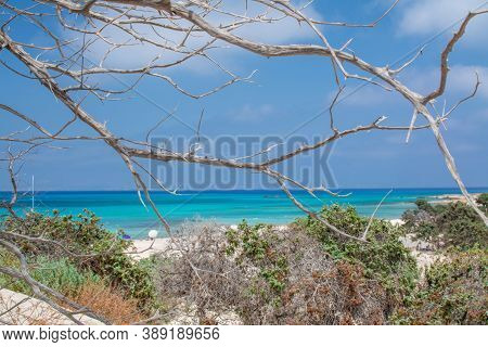 Photo Of Greece Island Chrysi With White Sand  Cedar Trees
