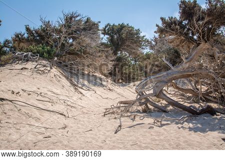 Photo Of Greece Island Chrysi With White Sand  Cedar Trees