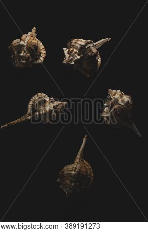 Bolinus Brandaris Seashell Macro Close Up, Selective Focus