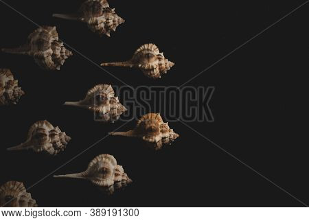 Bolinus Brandaris Seashell Macro Close Up, Selective Focus