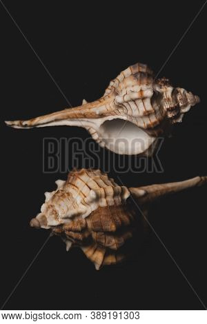 Bolinus Brandaris Seashell Macro Close Up, Selective Focus