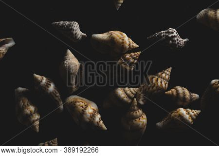 Nassa Gastropods Shells Macro Close Up, Selective Focus