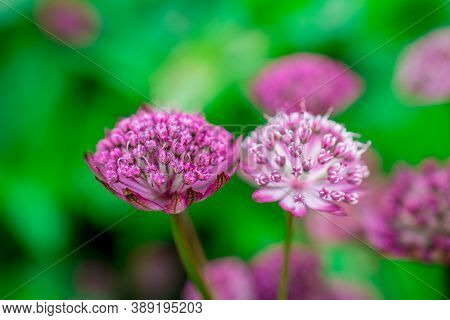 Photo Of Autumn Garden With Beautiful Flowers