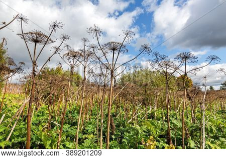 Cow Parsnip Or The Toxic Hogweed In Summer Sunny Day. Ecology Problem
