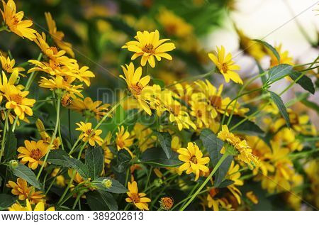Thymophyllia,yellow Flowers, Natural Summer Background, Blurred Image, Selective Focus