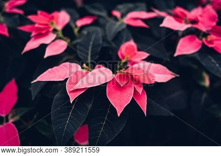 plants that have begun to flower in red are suitable for Christmas decorations