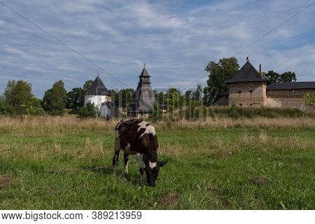 Cow On Meadow. At Background Tararygin Tower, Tower Of The Upper Grids And Taylovskaya Tower With Fo