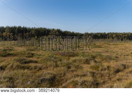 Territory Of Sestroretsk Swamp Reserve. Saint-petersburg. Russia
