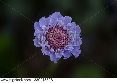 Closeup, Top View Of A Sreading Scabius (scabiosa Columbaria) Flower At An Arboretum In California, 