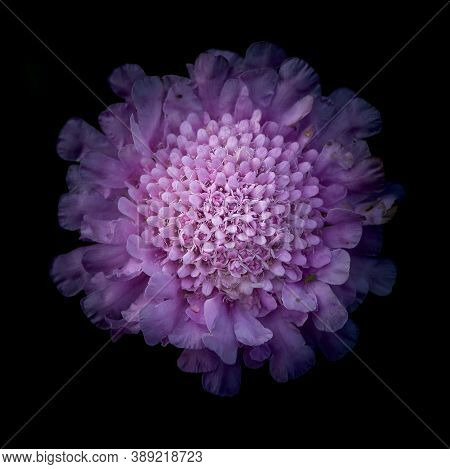 Closeup, Top View Of A Sreading Scabius (scabiosa Columbaria) Flower Against Black Background, Detai