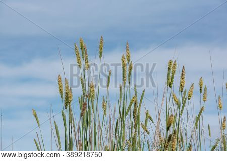 Pollen-loaded Tall Grass, Flowers, In The Spring Of California, During The Allergy Season, Against B