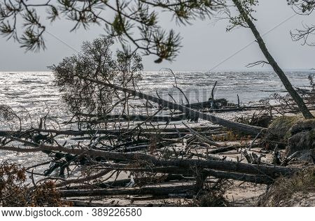 Dead Pine Trees On A Deserted Beach At Cape Mersrags On The Baltic Sea In Latvia.