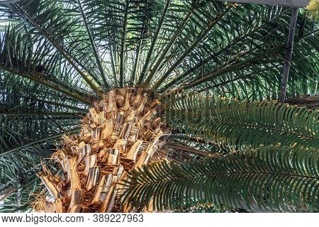 Bottom-up Close-up Of Tropical Exotic Palm Branches With Powerful Trunk. Natural Background.