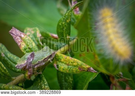 A Young Cope's Gray Tree Frog Makes Its Way Through The Shrubbery With A Wooly Worm In The Foregroun