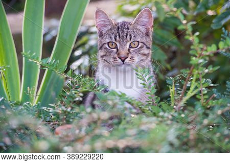 Lovely And Cute Fluffy Kitten Outdoor Or Outbred Cat Sit In Plants, Mestizo Pet.