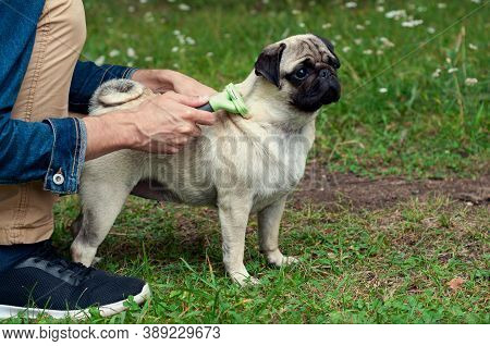 Person Combs Dog With A Metal Grooming Comb. Seasonal Molting Of Pets And Removal Of Excess Undercoa