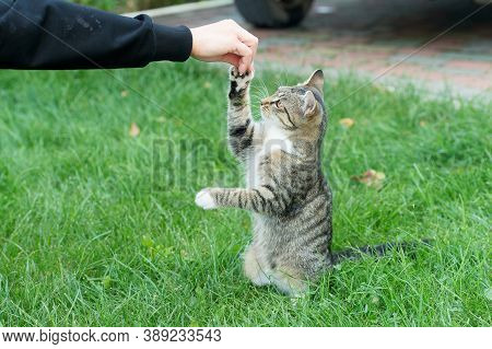 Outbred Cat Pet Sit On Green Grass Domestic Animal Play With Human Hand Giving It A Happy Life, Anim