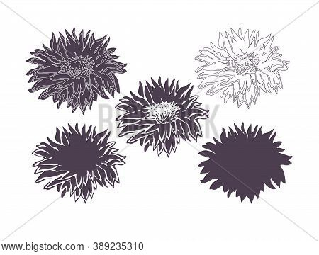 Set Of Five Bloom Of Flowers Chrysanthemum Isolated On White. Halftone Watercolor Freehand Sketch. M