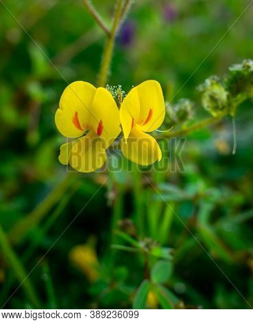 Smithia Is A Genus Of Flowering Plants In The Legume Family, Smithia Hirsuta Is Endemic To Peninsula