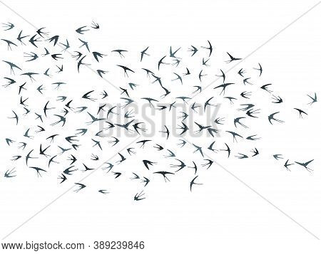 Flying Martlet Birds Silhouettes Vector Illustration. Migratory Martlets Group Isolated On White. Fe
