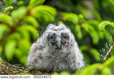 A Small Long-eared Owl Sits On A Tree Branch In The Forest.