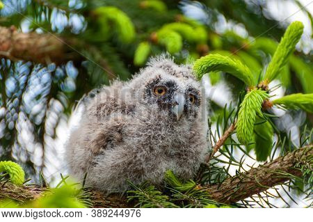 A Small Long-eared Owl Sits On A Tree Branch In The Forest.